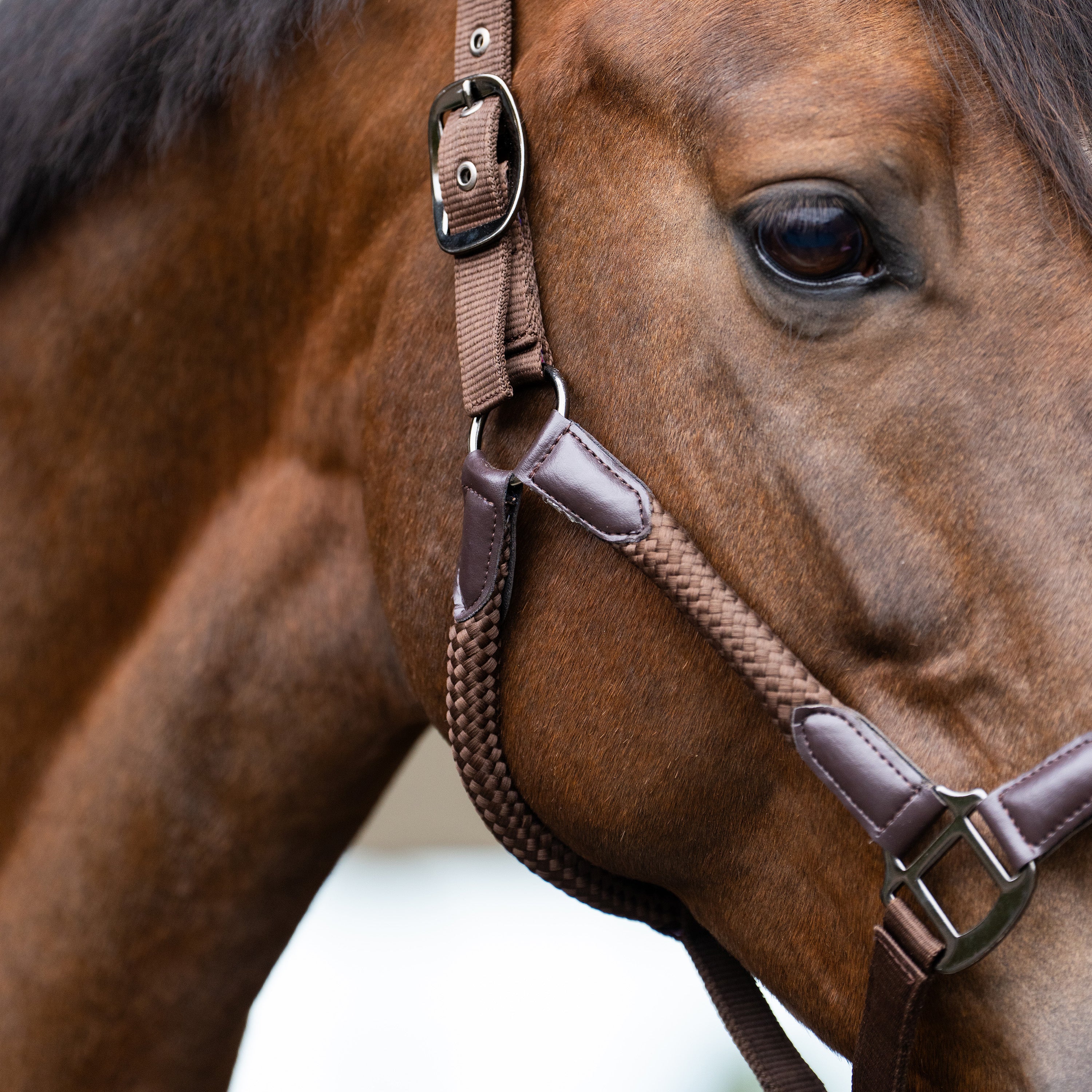 Headcollar IRHLaura