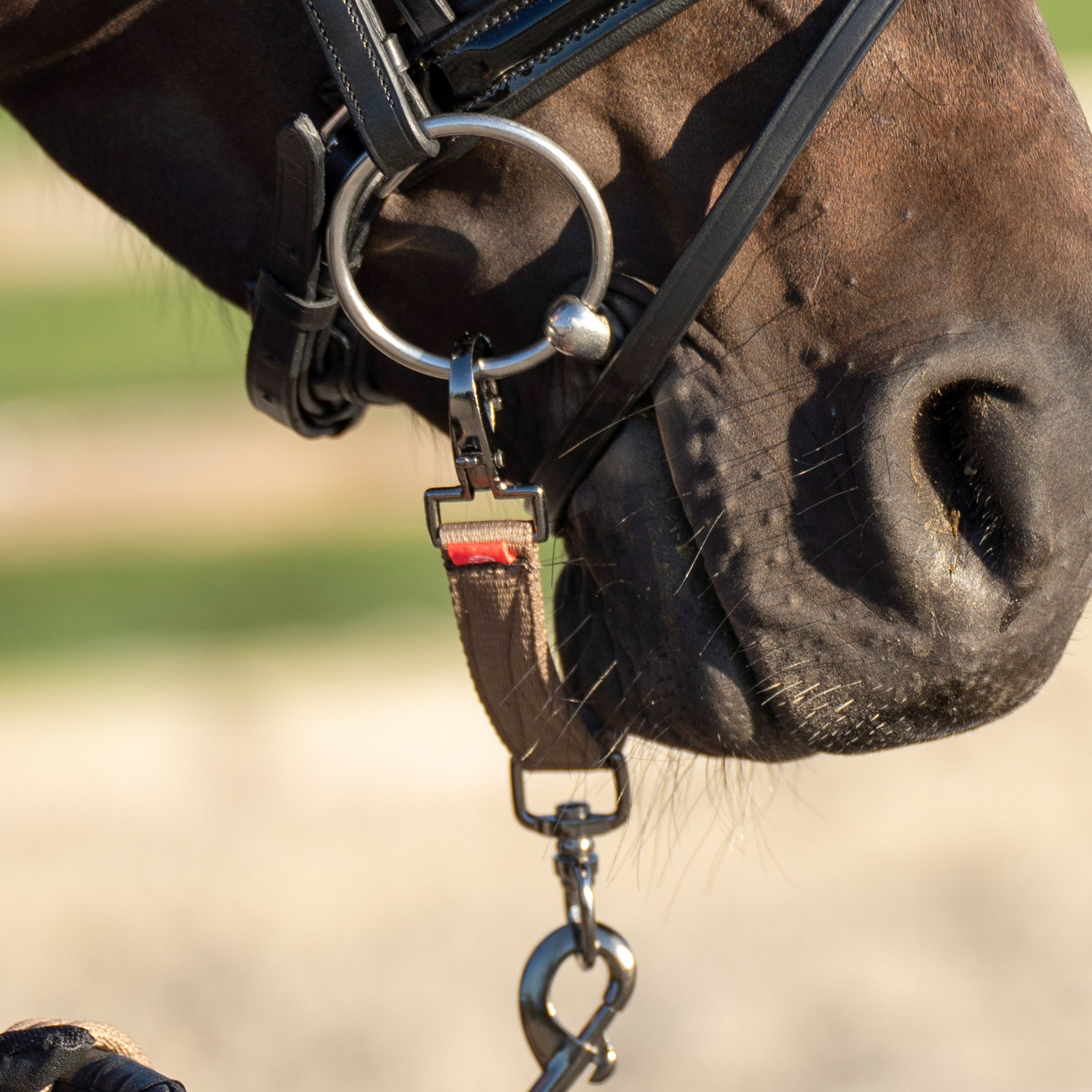 Lunging bit strap IRH