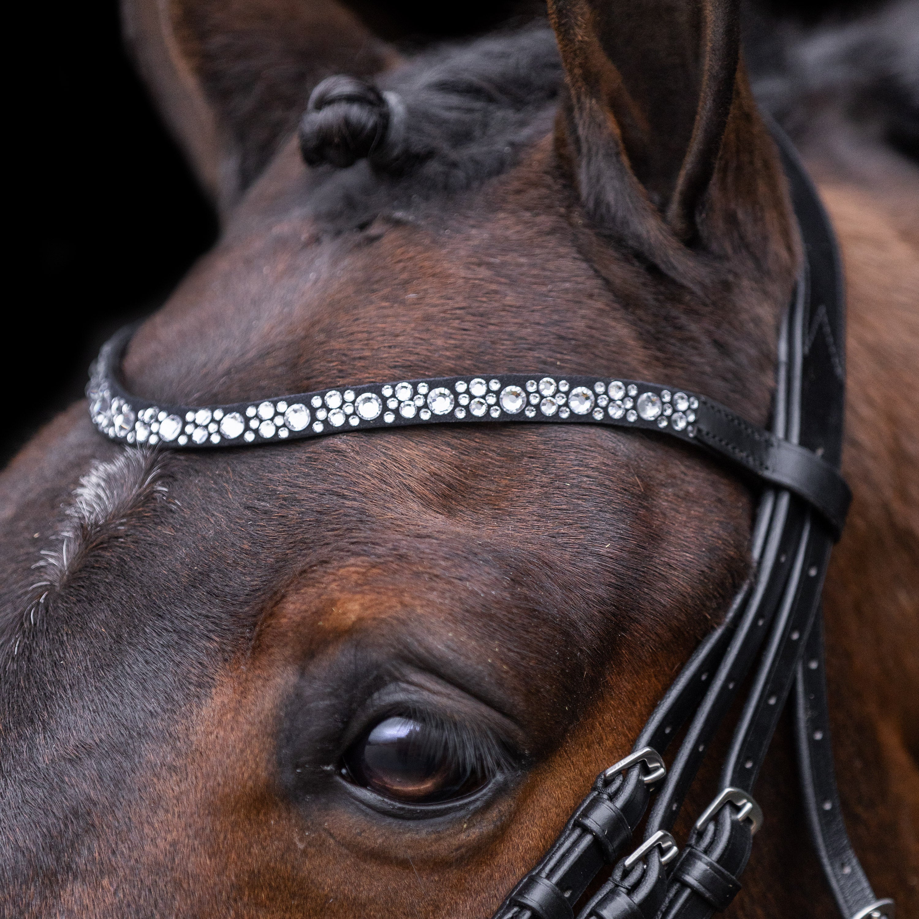 Bridle IRHOlympia