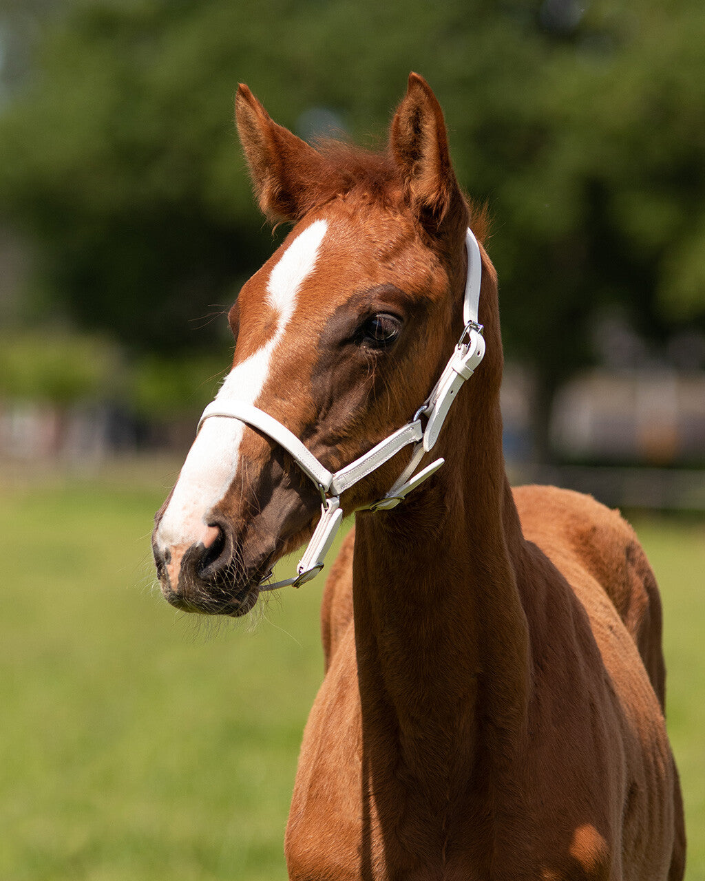 Foal head collar leather Chico