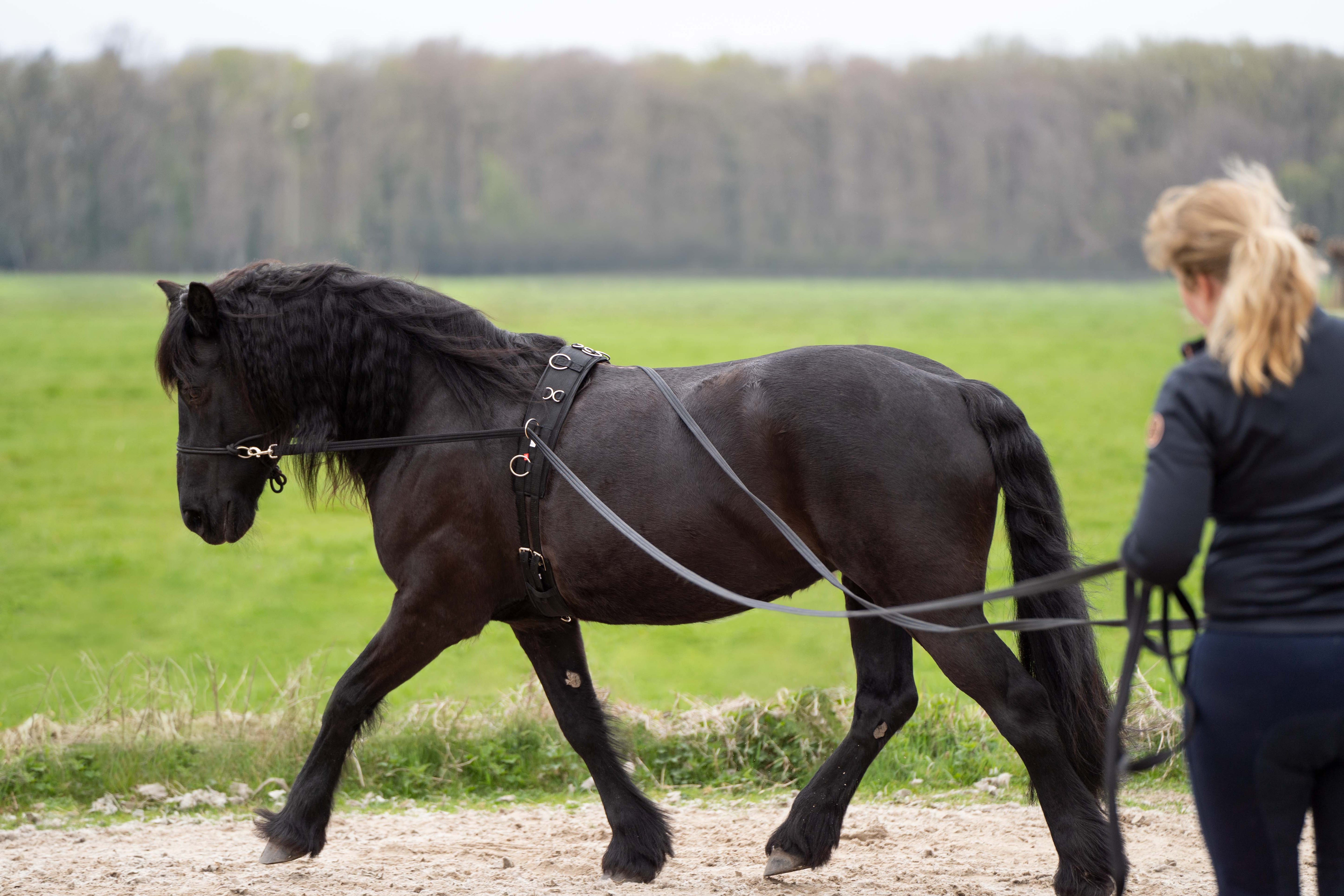 Long reins IRHFree Ride