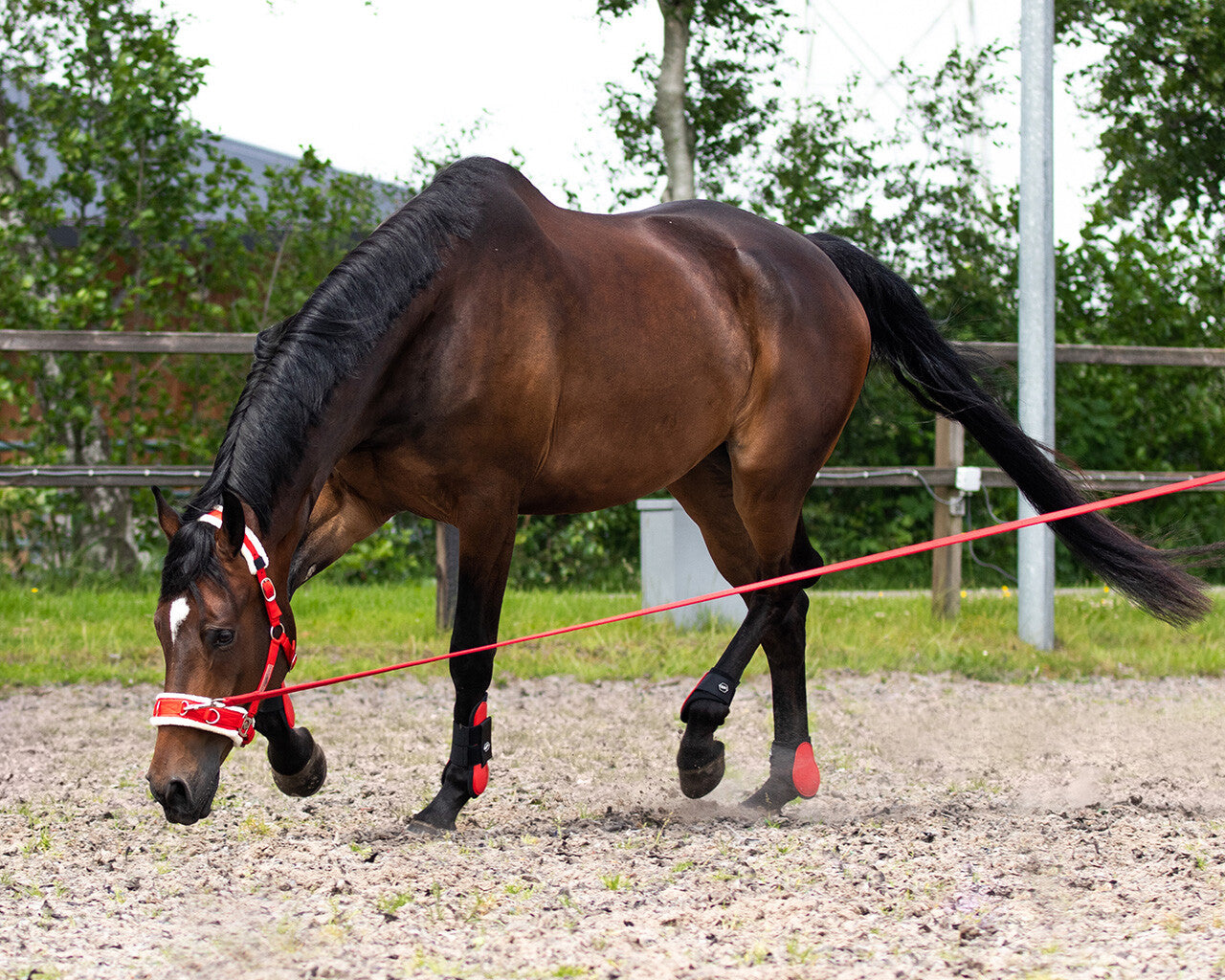 Lunge line in bag