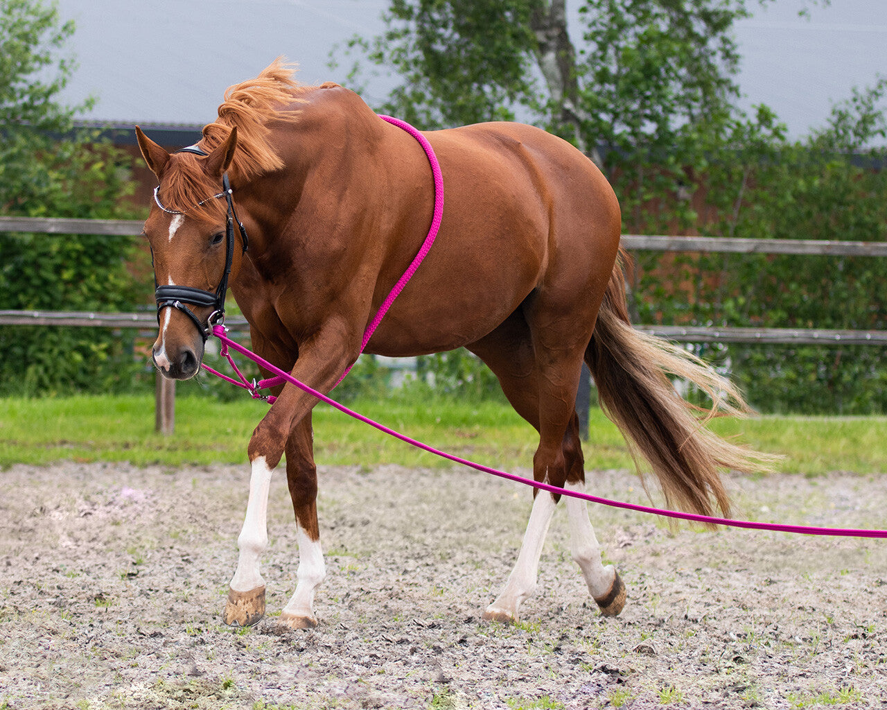 Lunge line in bag