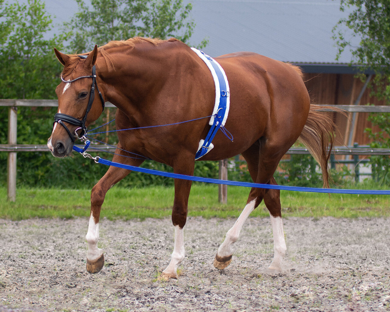Lunge line in bag