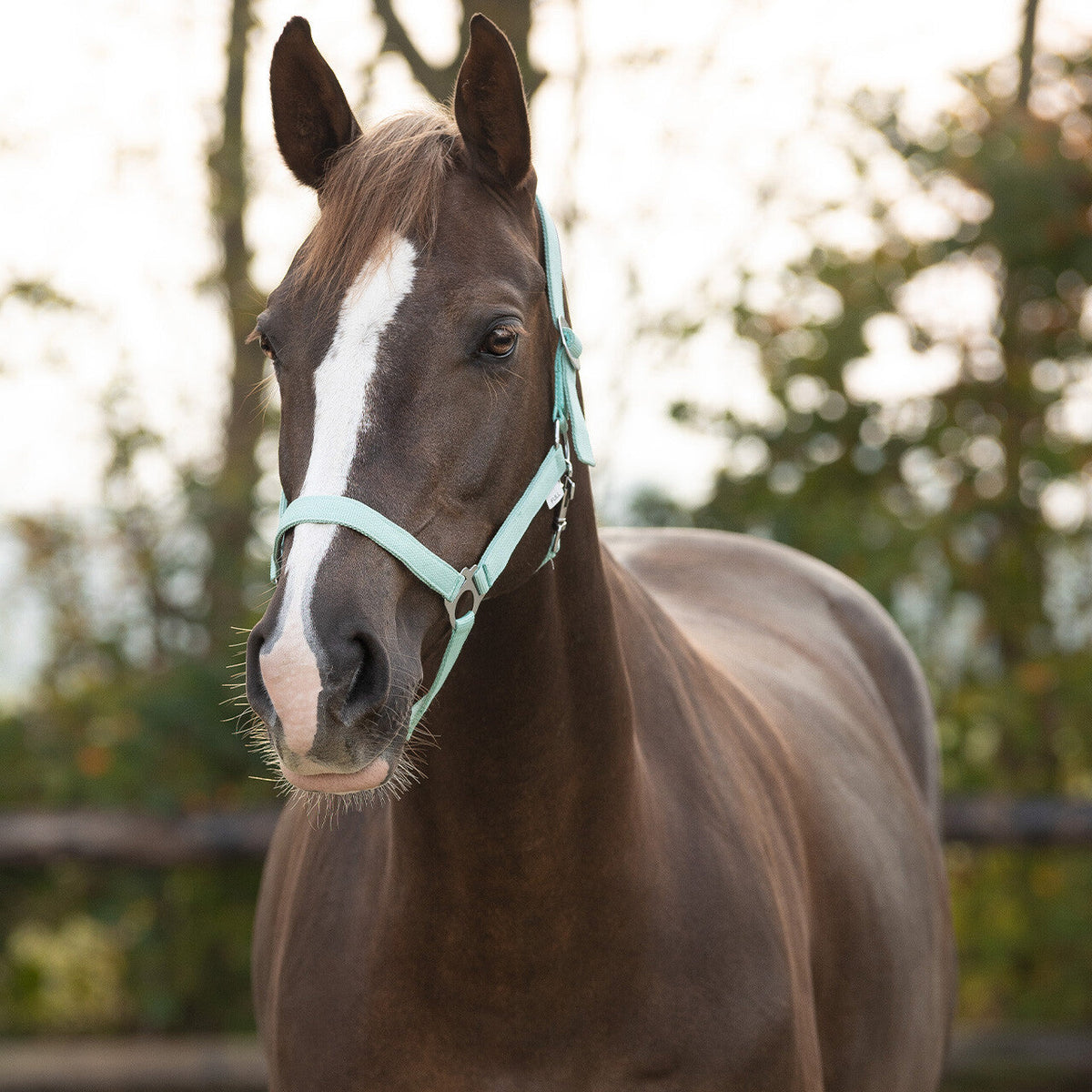 Head collar slide