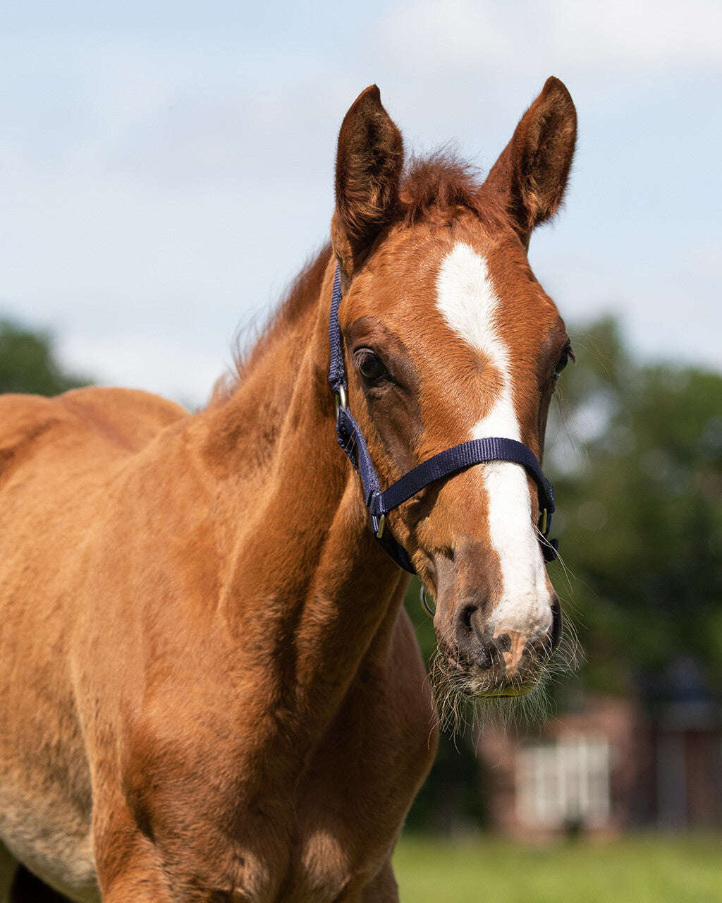 Head collar foal