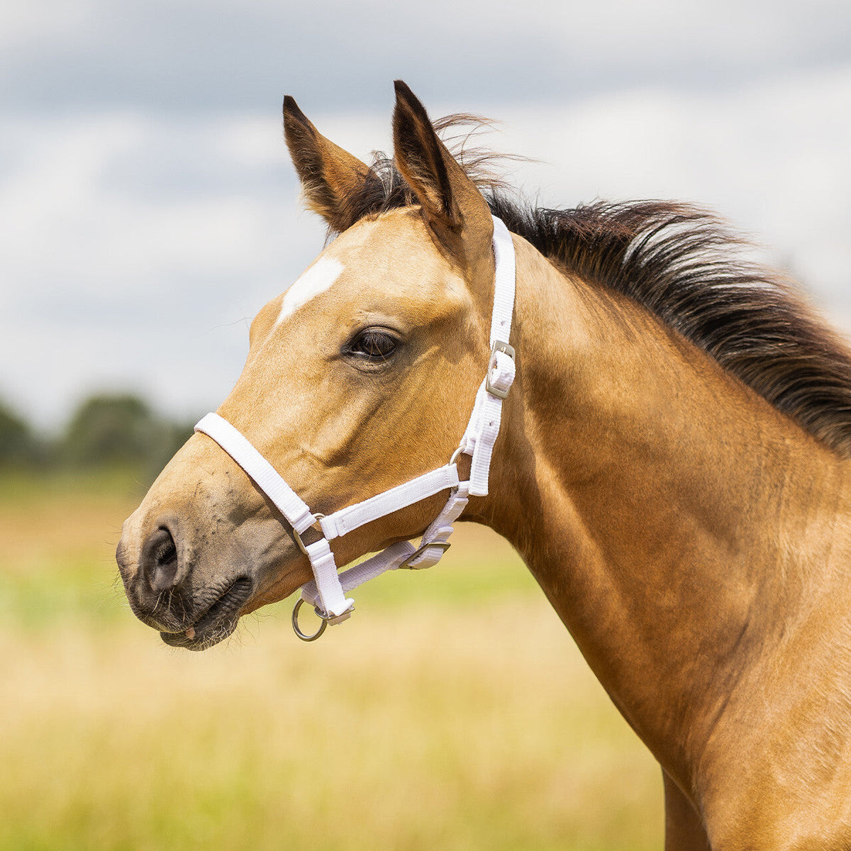Head collar foal