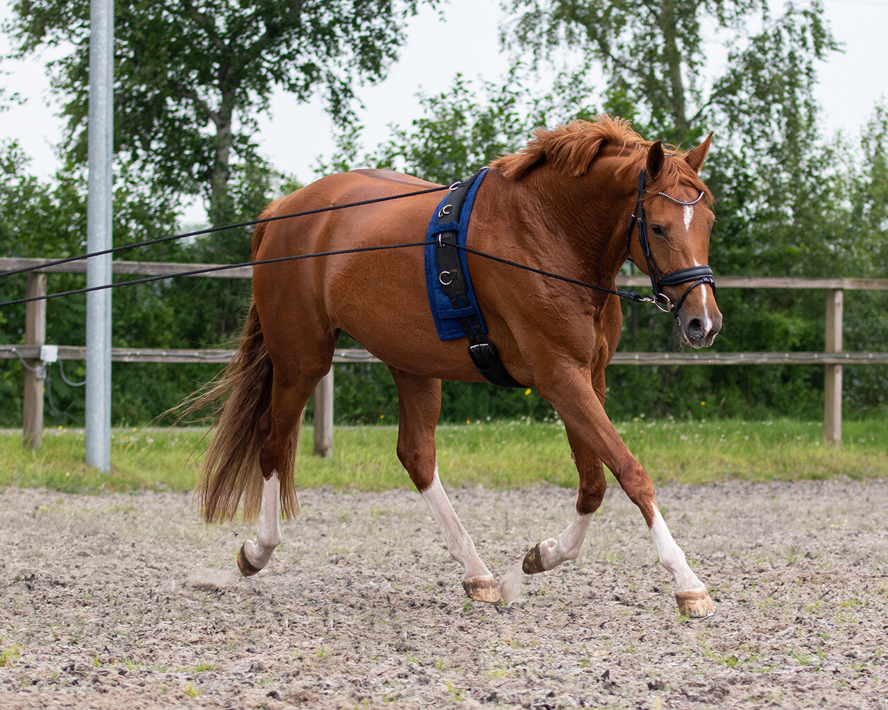 Lunging rein double