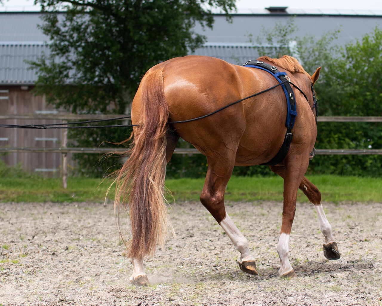 Lunging rein double