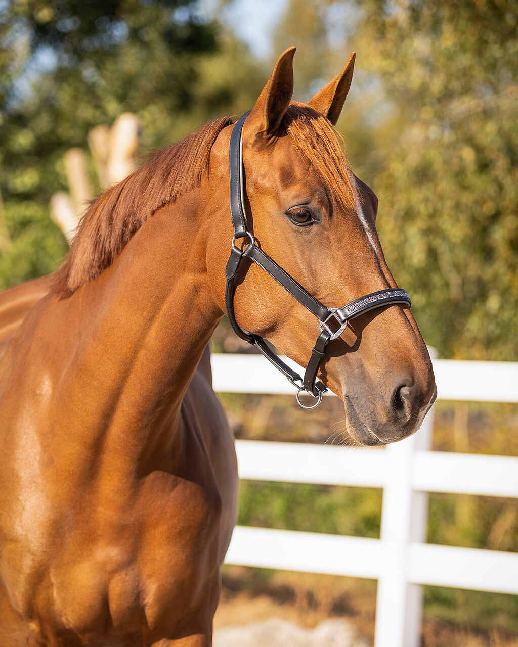 Head collar leather Lupine