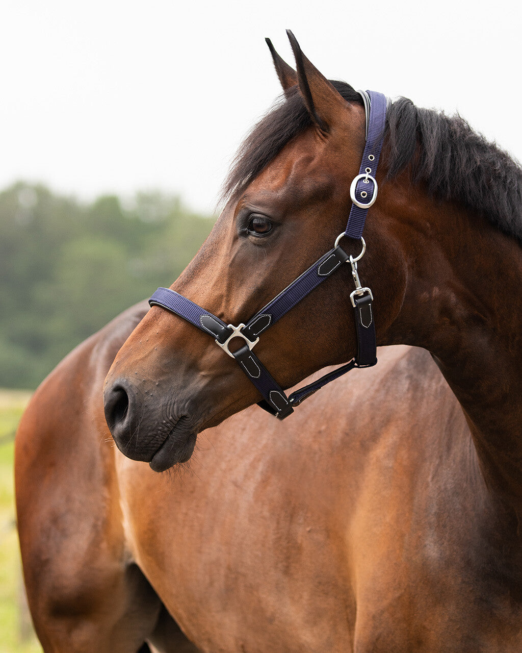 head collar combi