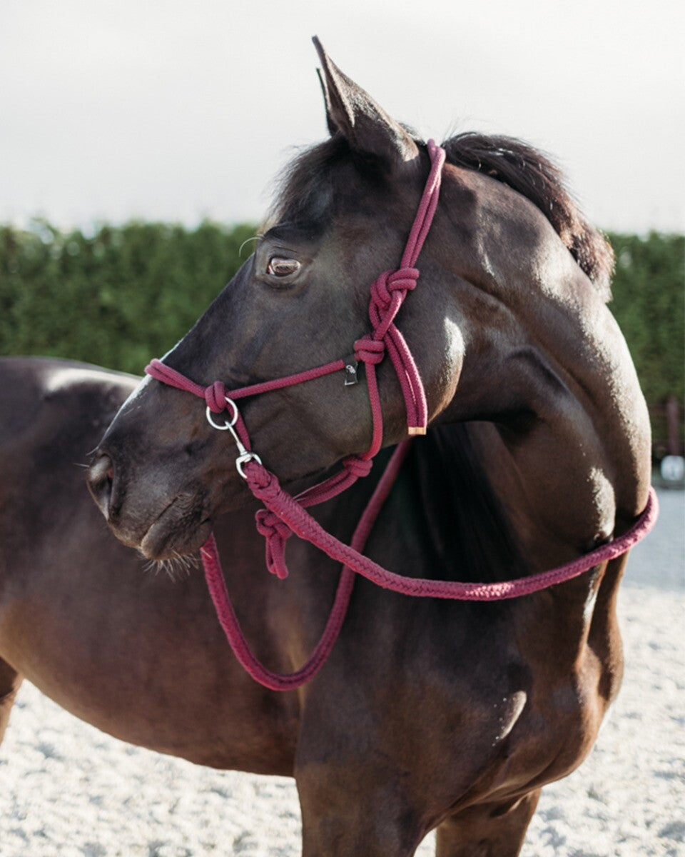 Rope halter with rein