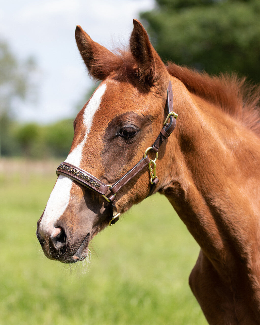 head collar foal leather lupine
