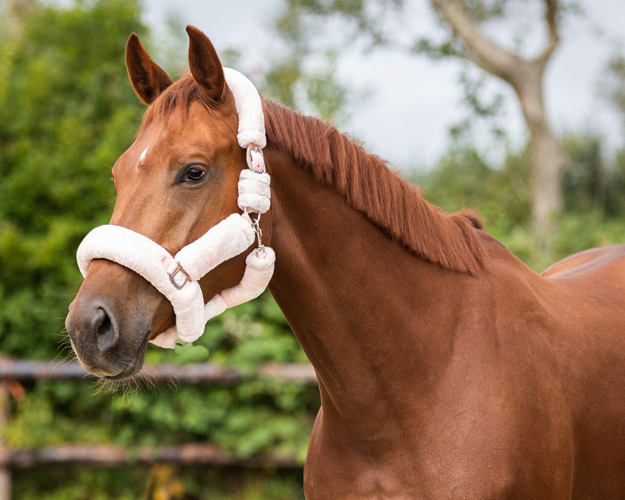 Head collar Alaska