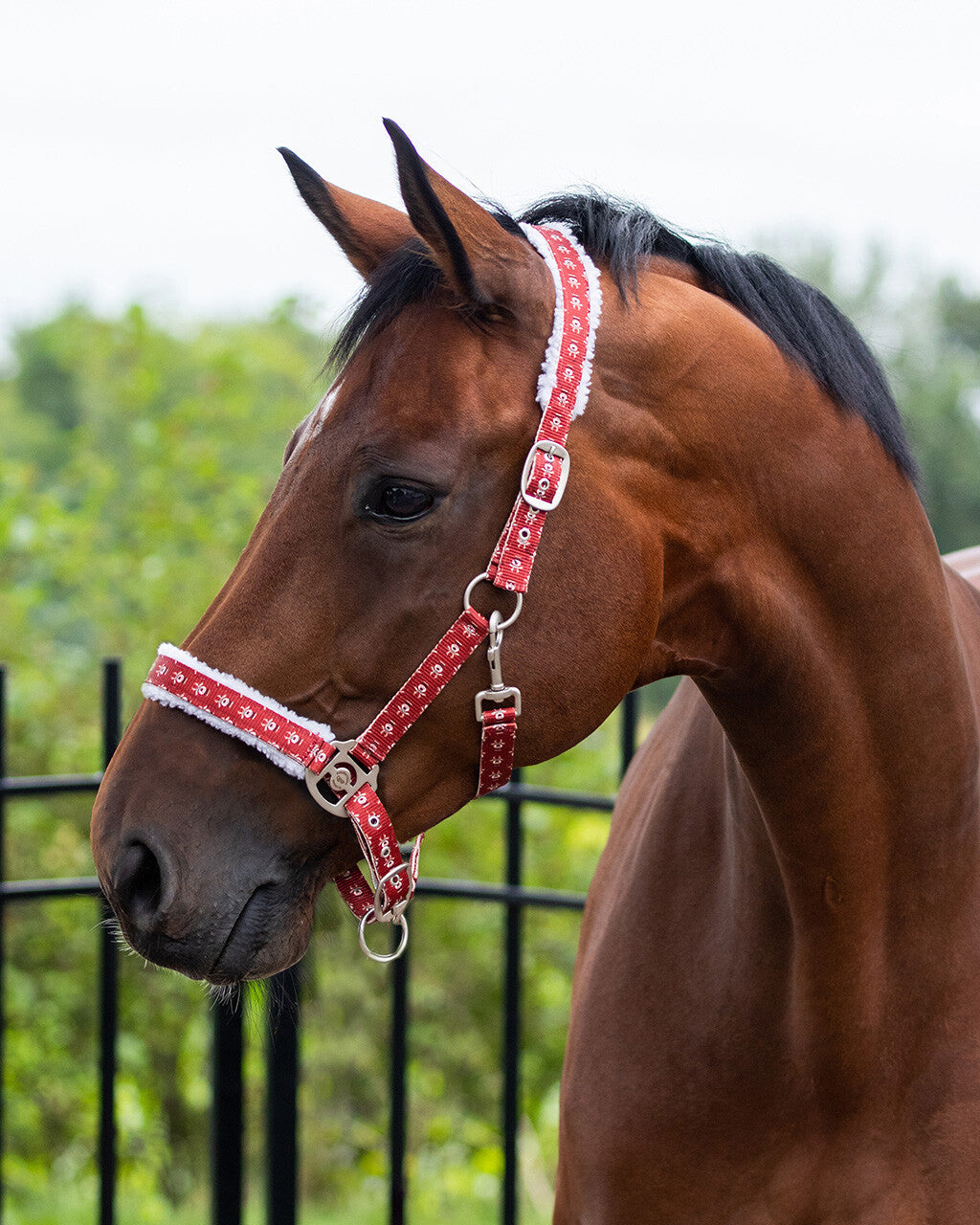 Head collar Christmas