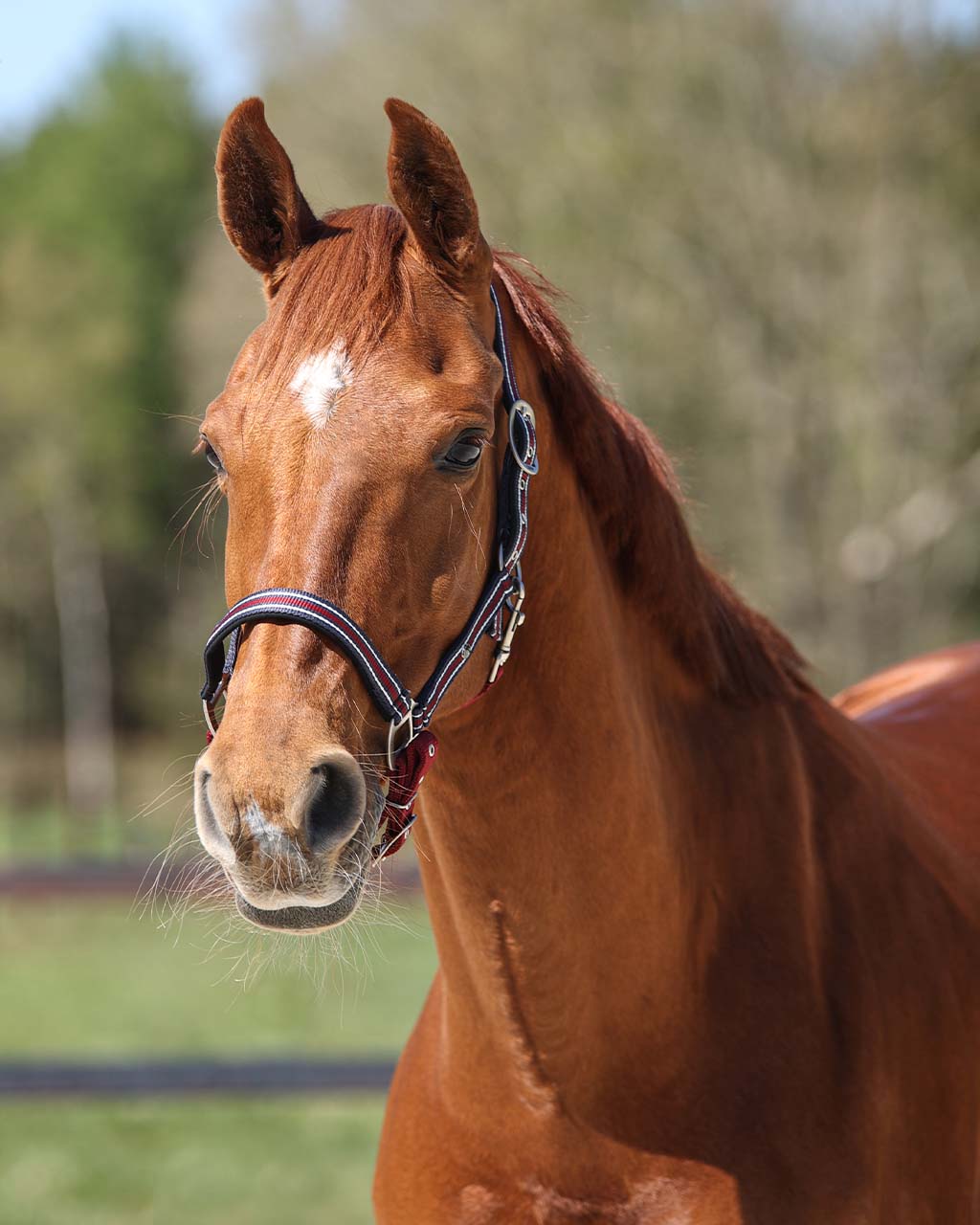 head collar flore