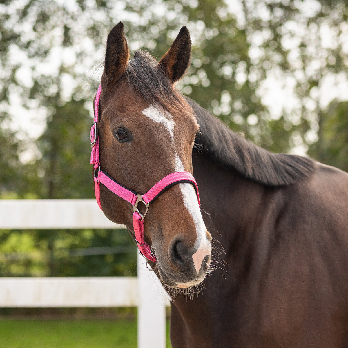 Head collar Deluxe
