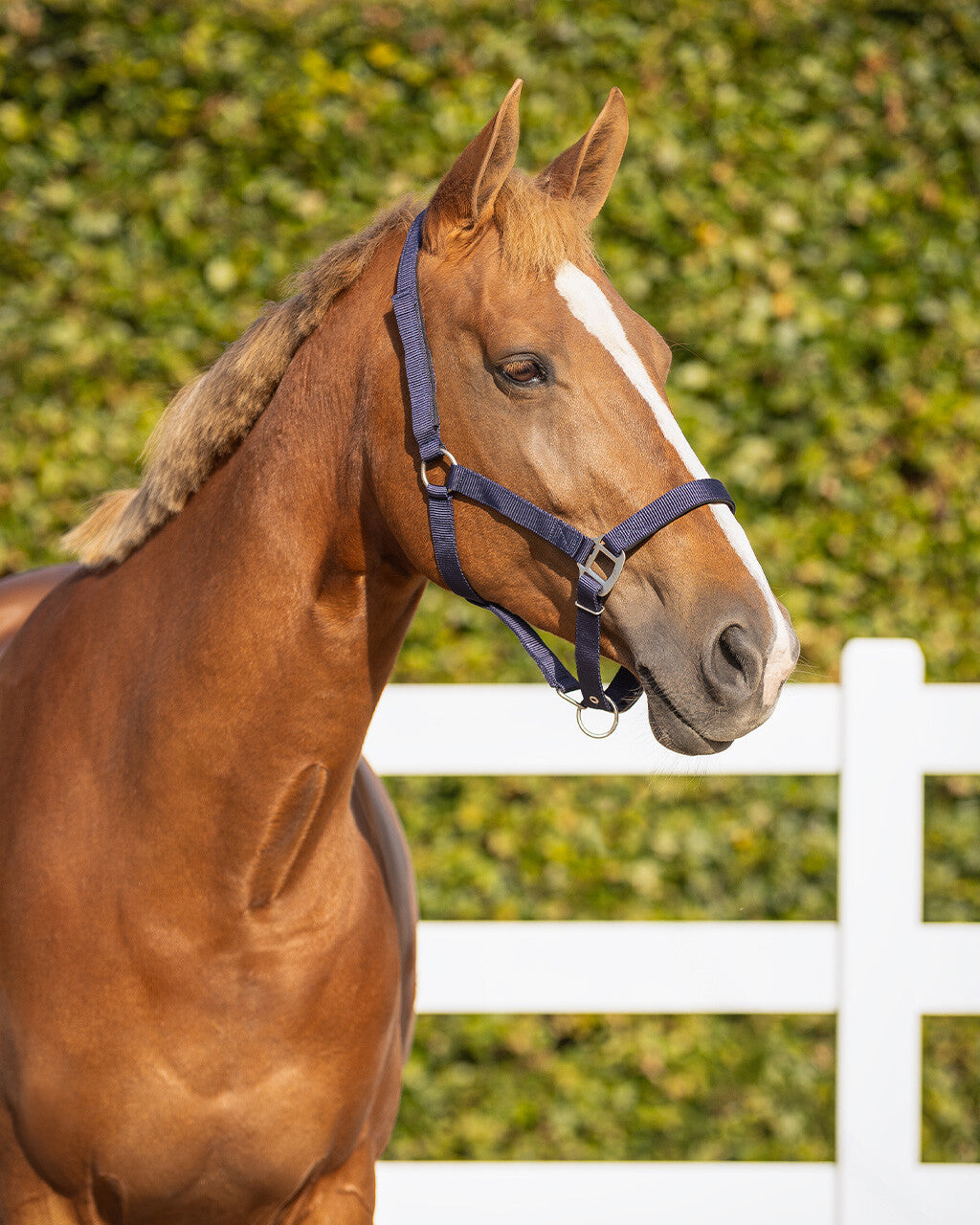 Safety halter lined
