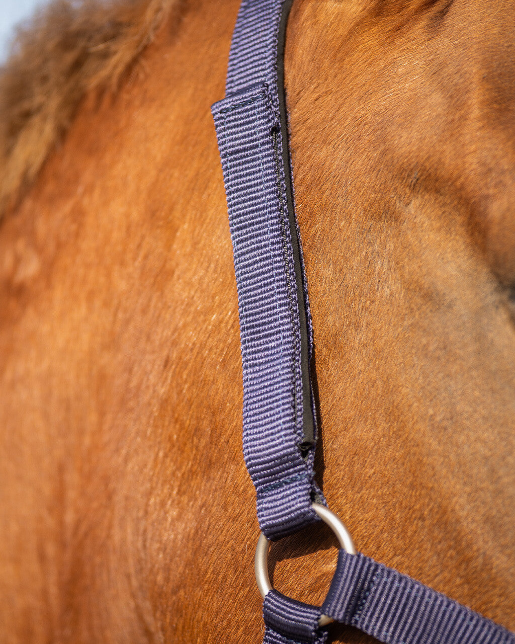 Safety halter lined