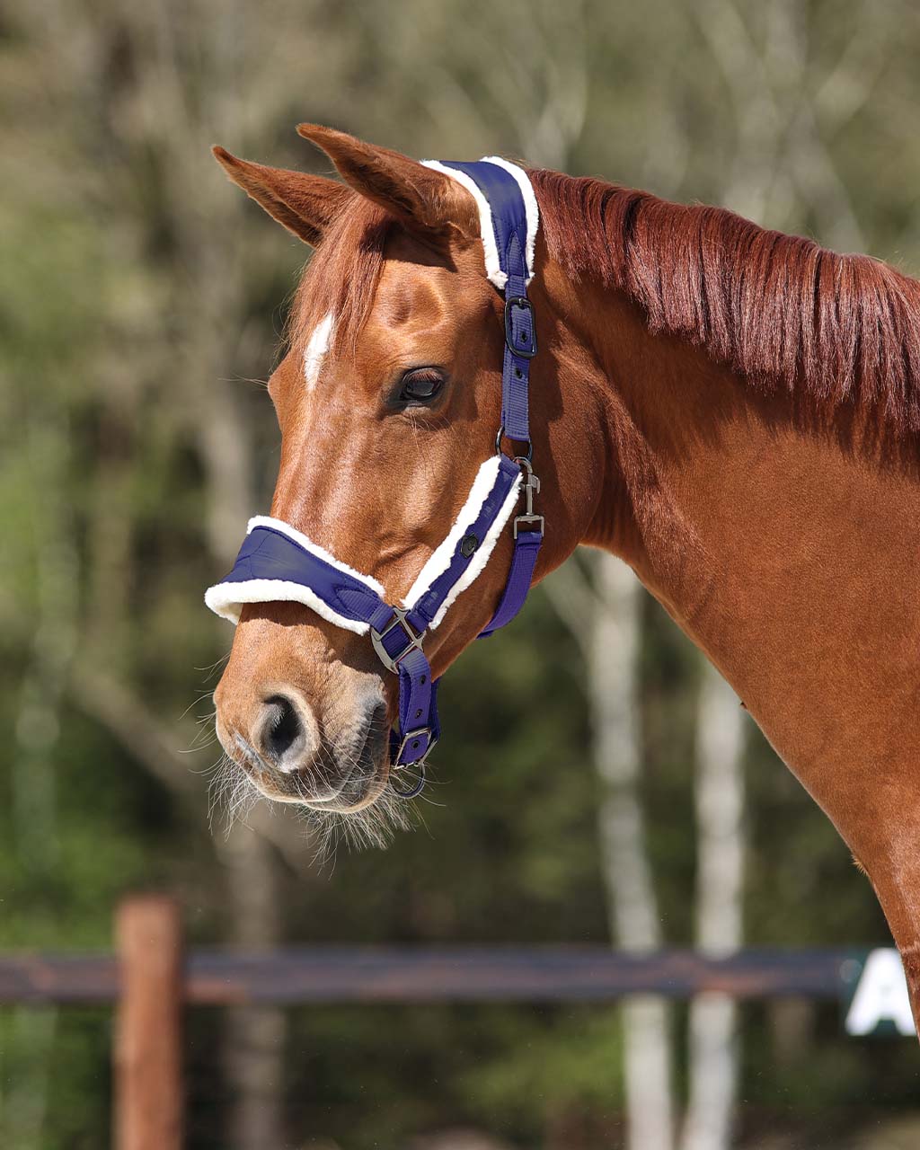 Head collar Classy Navy / Pony