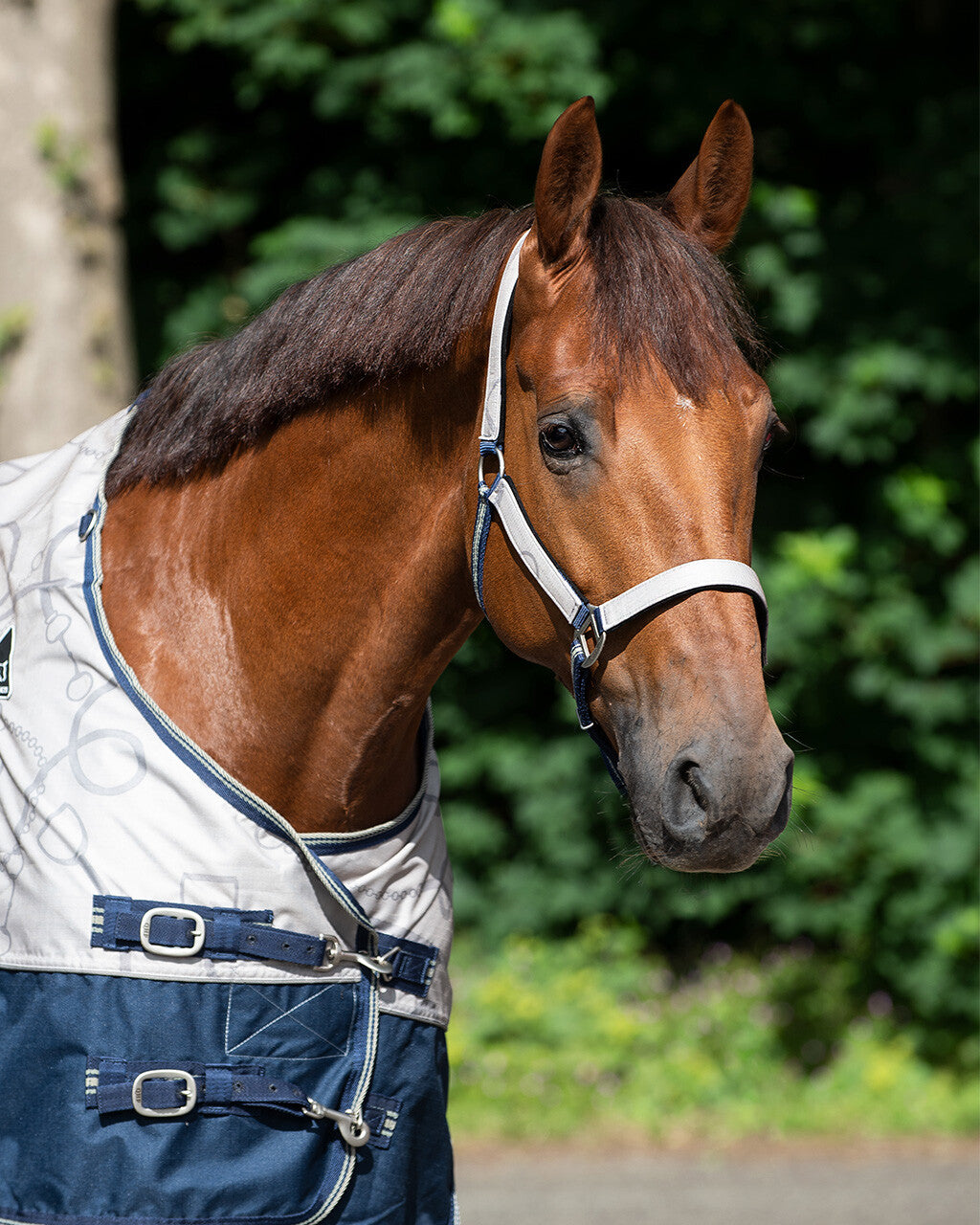 head collar set with turnout collection