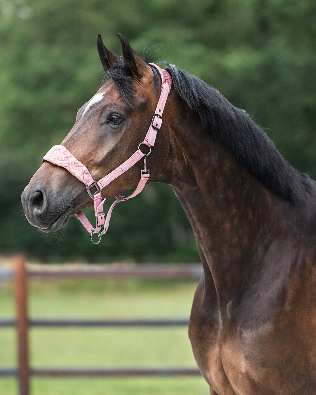 head collar summer glow