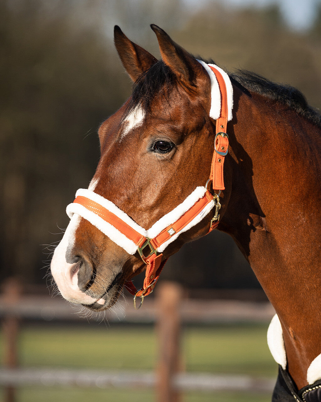 head collar menton