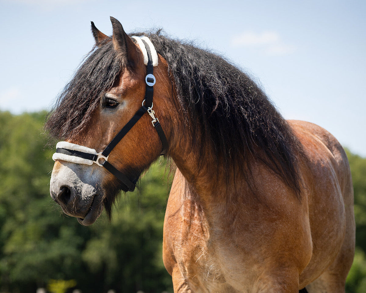 Head collar Cali draft horse
