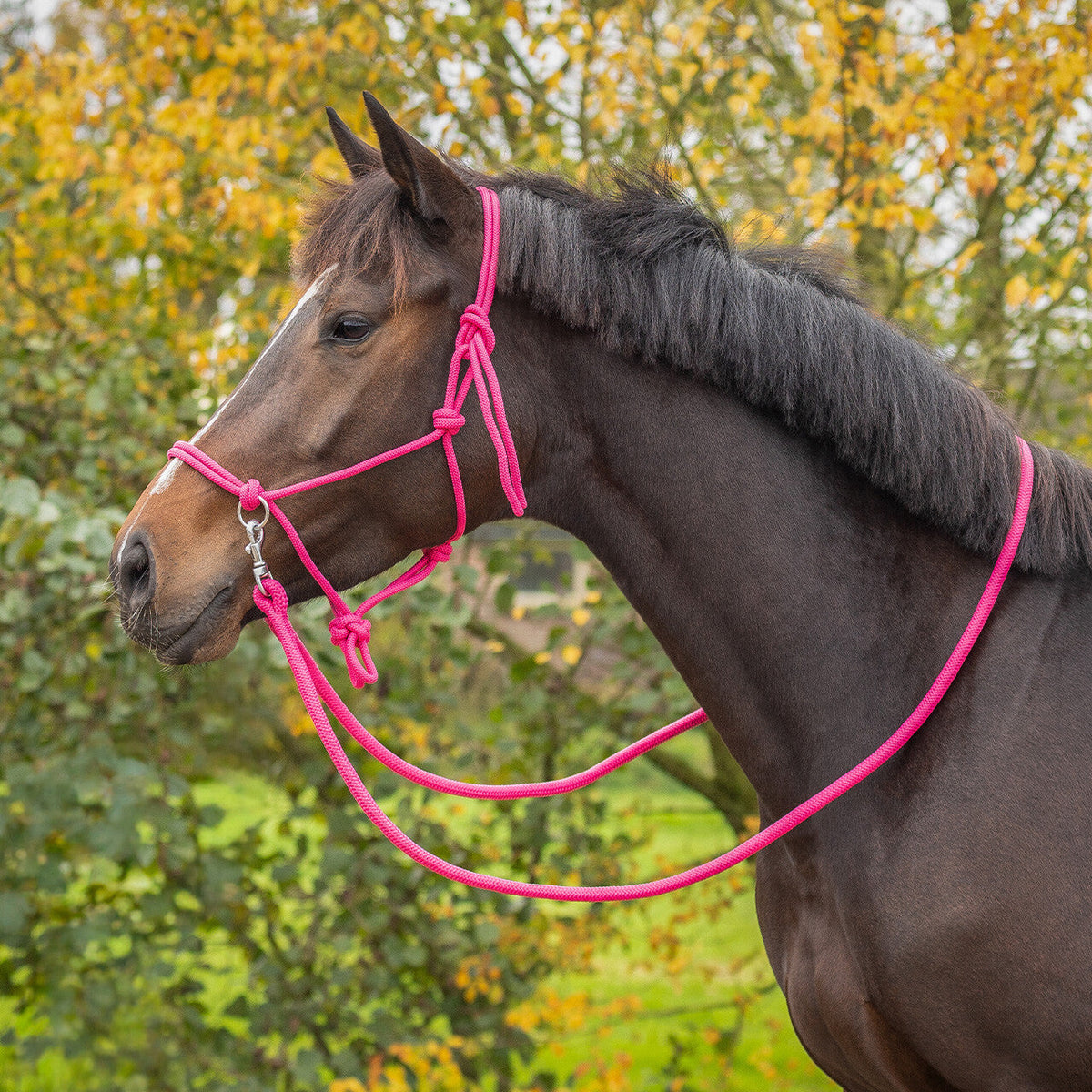 Rope halter Color with rein