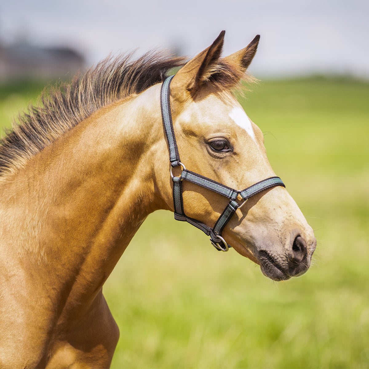 Head collar foal collection