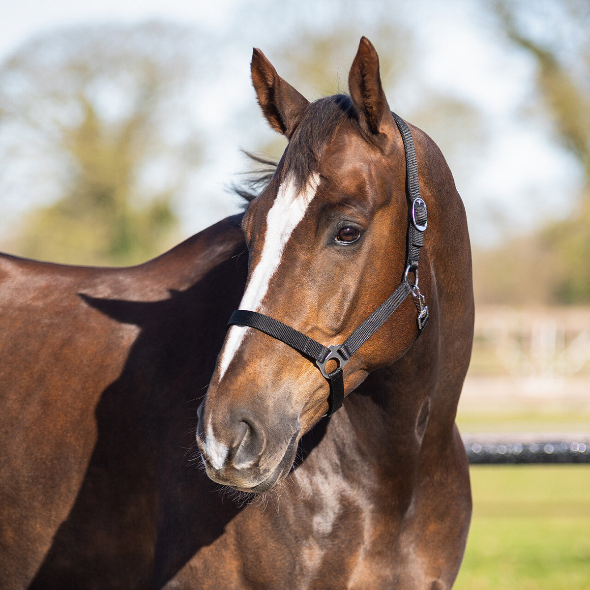 Head collar basic