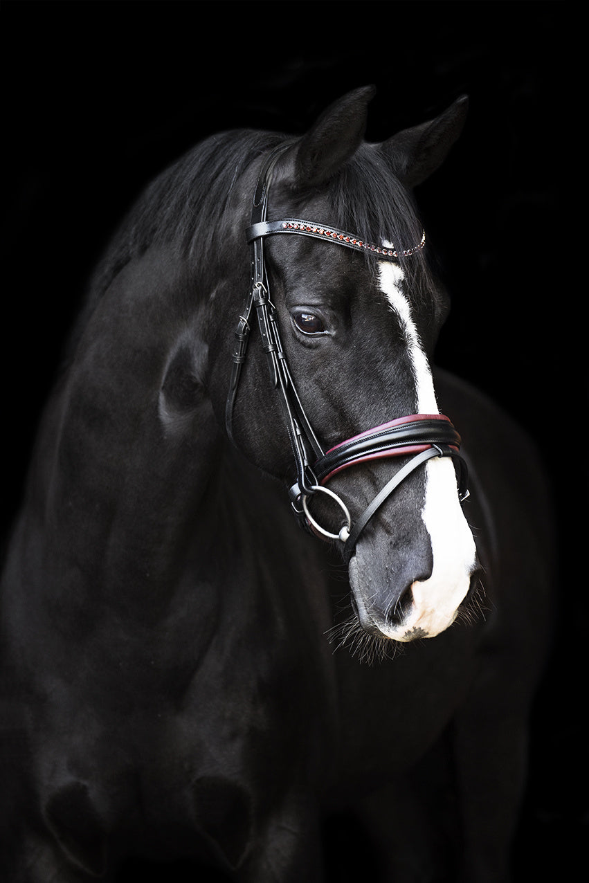 Bridle IRHFria