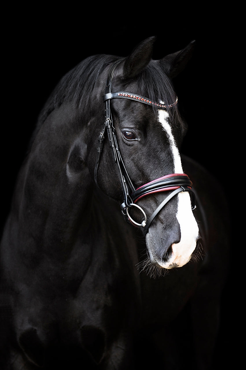 Bridle IRHFria