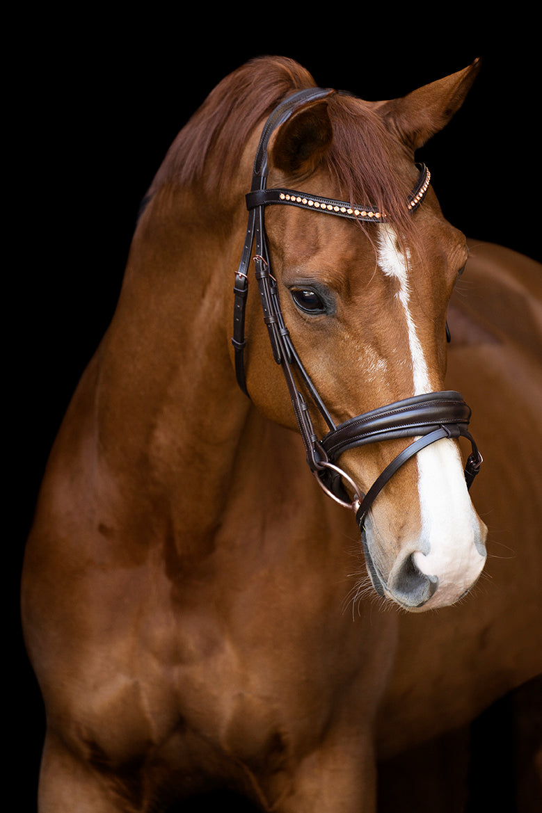 Bridle IRHFria