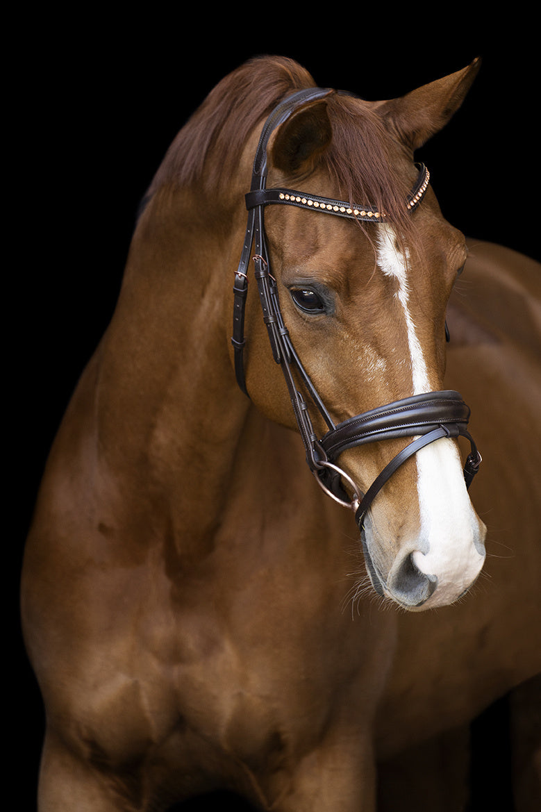 Bridle IRHFria