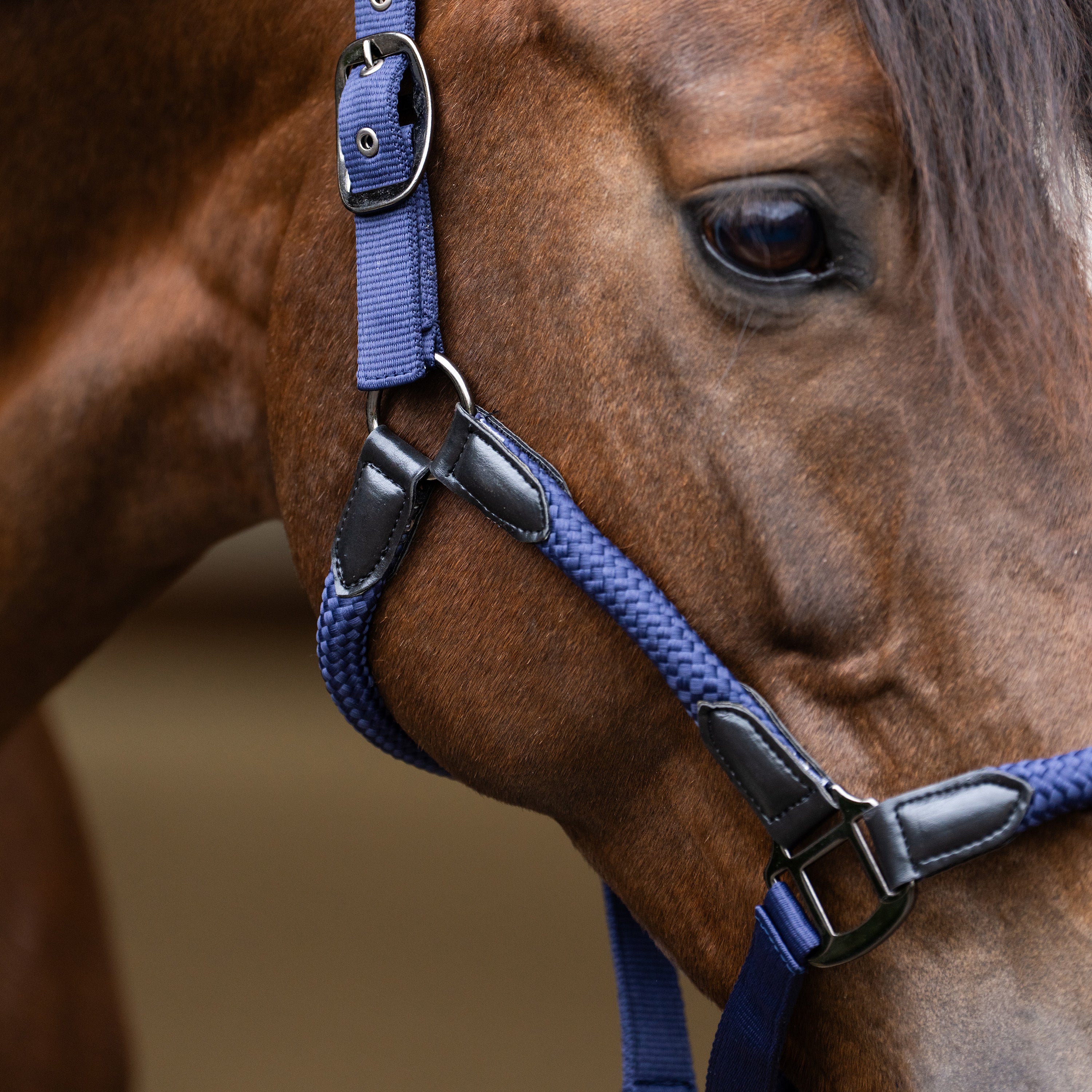 Headcollar IRHLaura