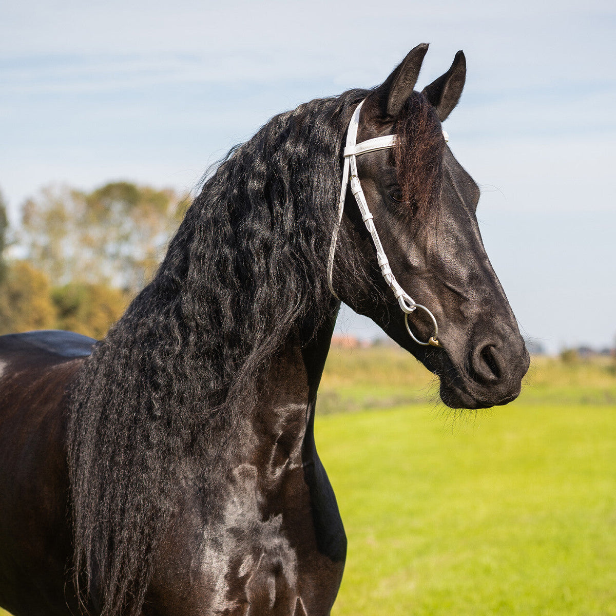 Show bridle