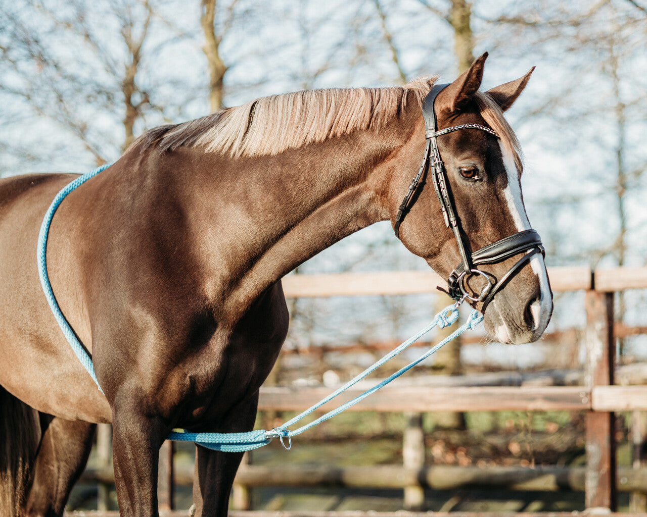 Lunging rope