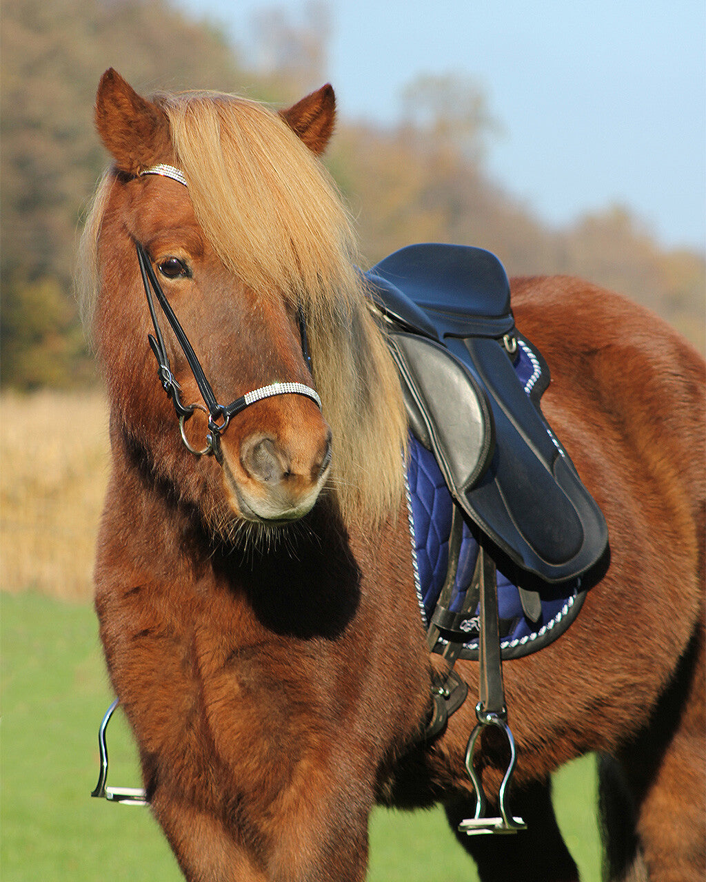 saddle pad icelandic