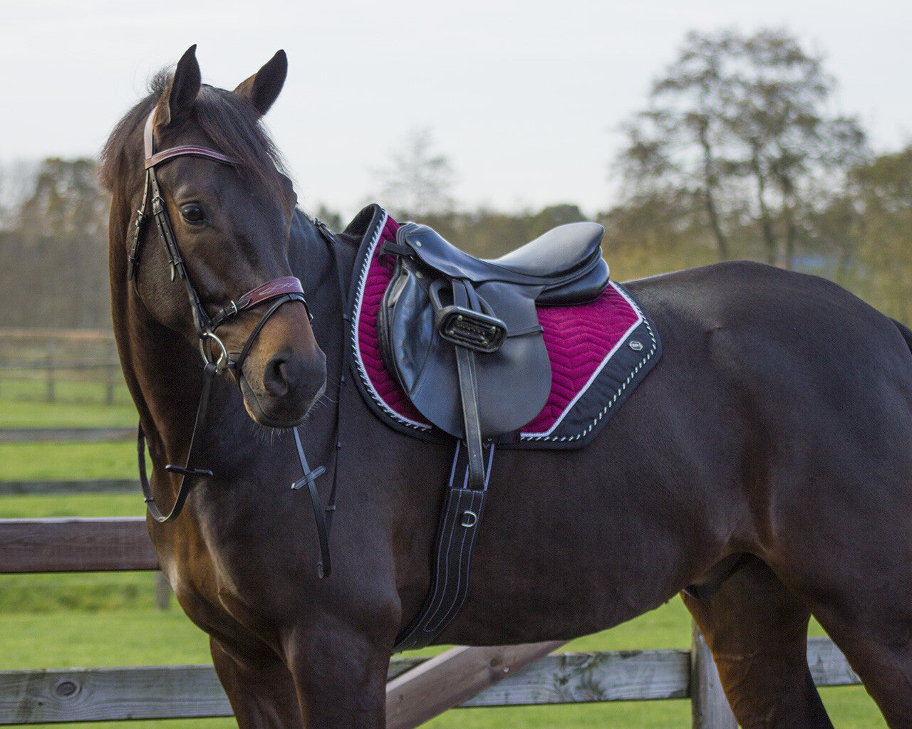 saddle pad shiva