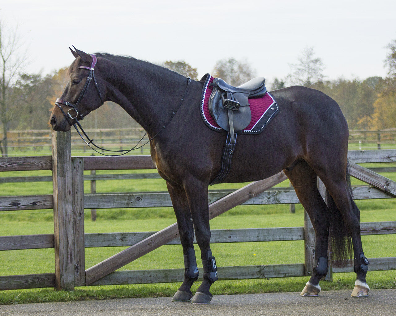 saddle pad shiva