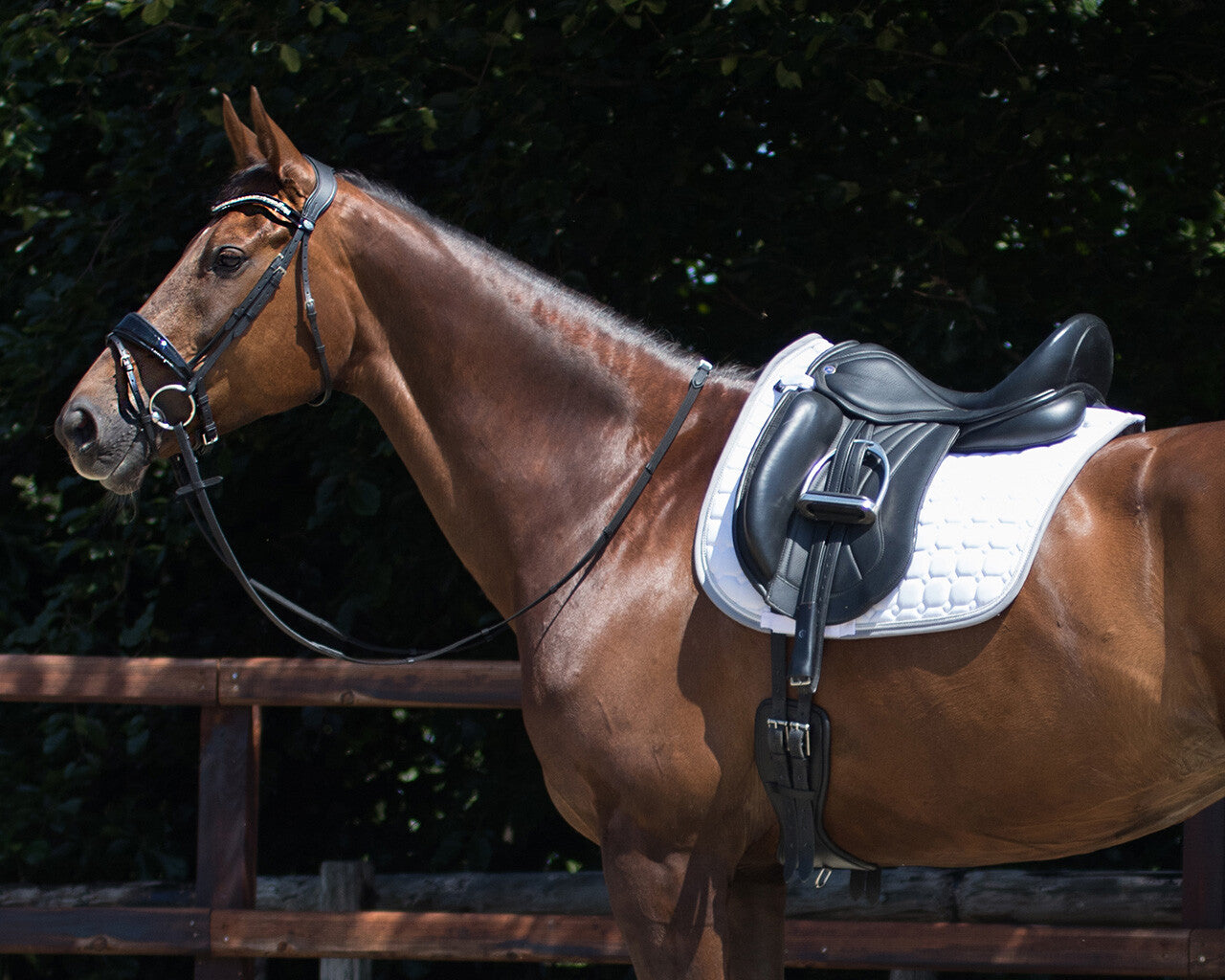 dressage girth anatomical