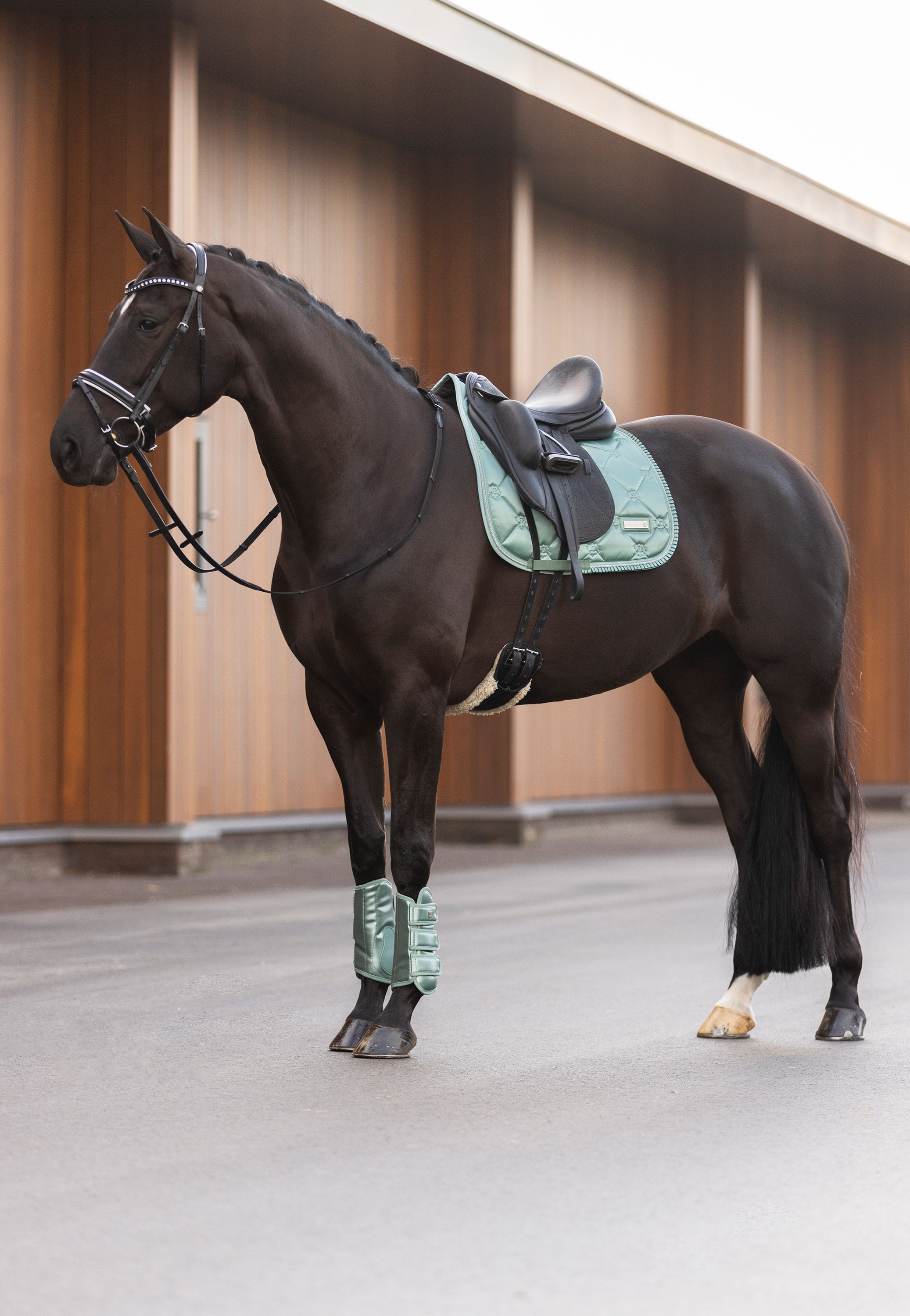 Dressage boots IRHLovely