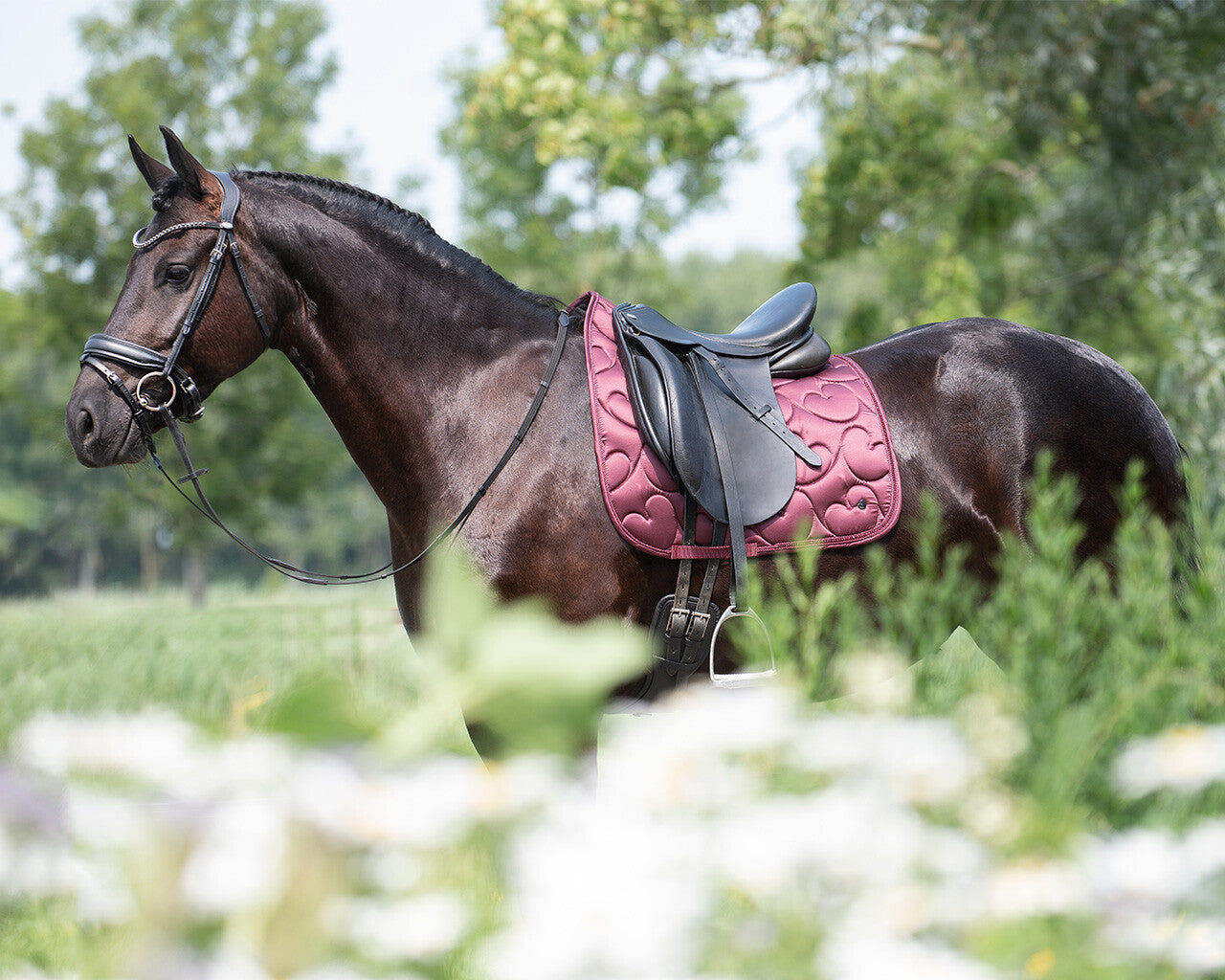 saddle pad lily