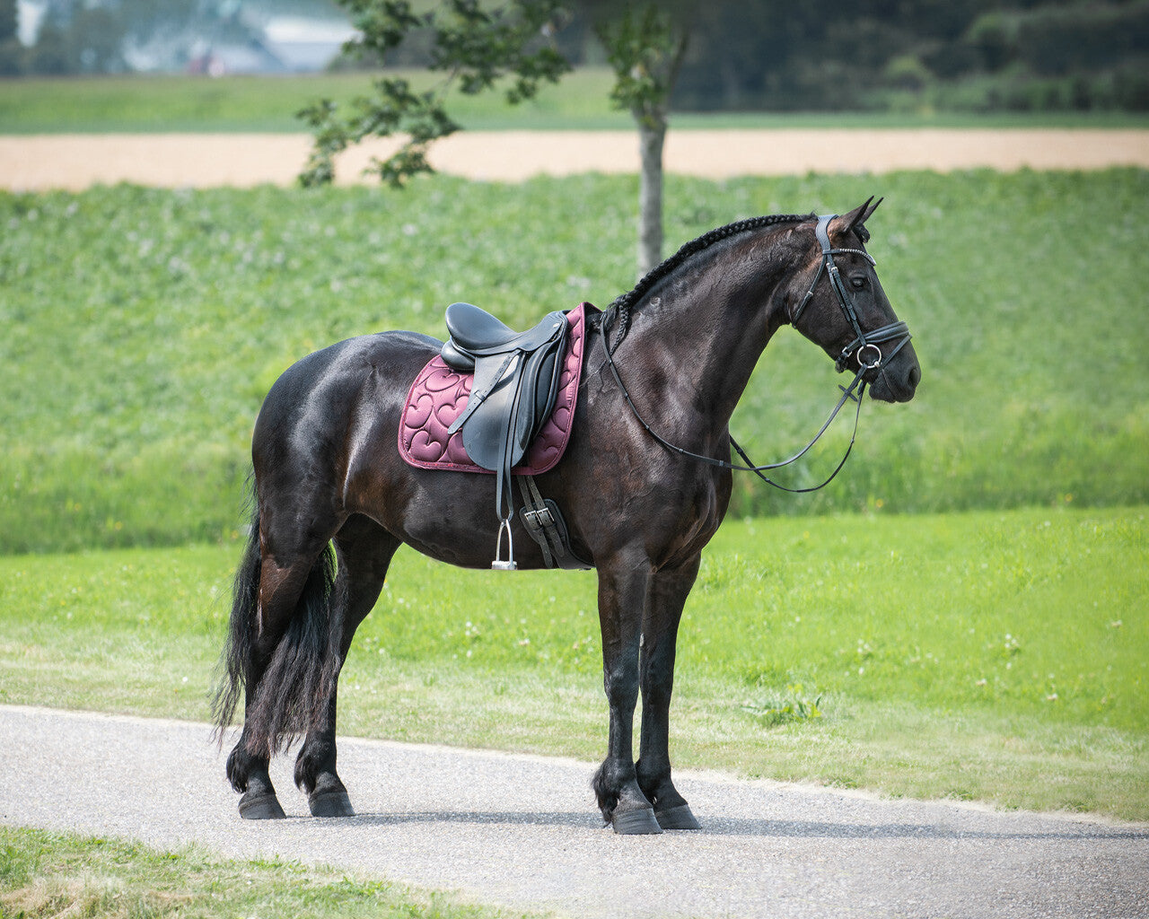 saddle pad lily