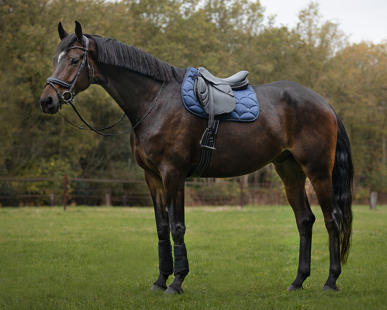 saddle pad jorine