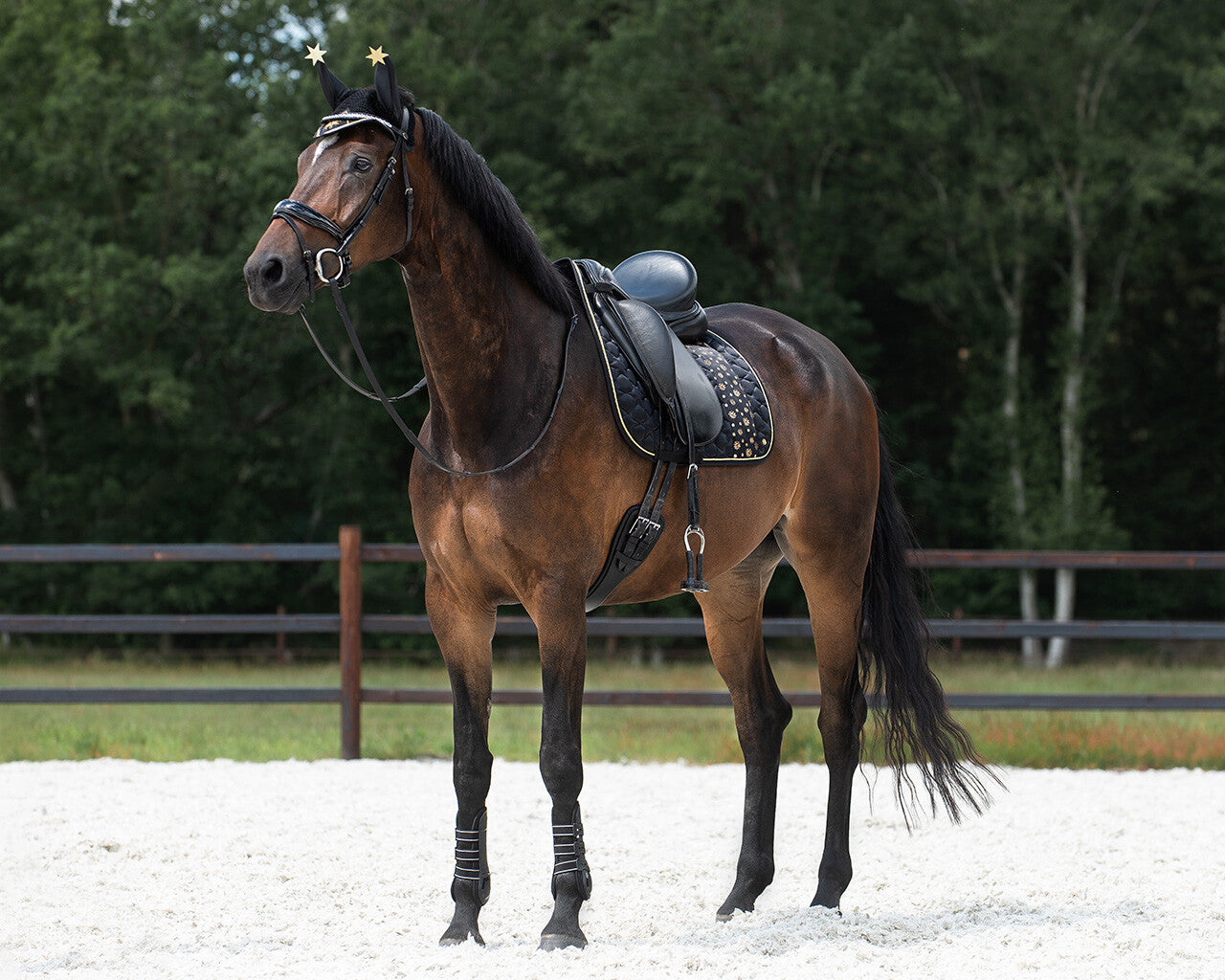 saddle pad celebrate