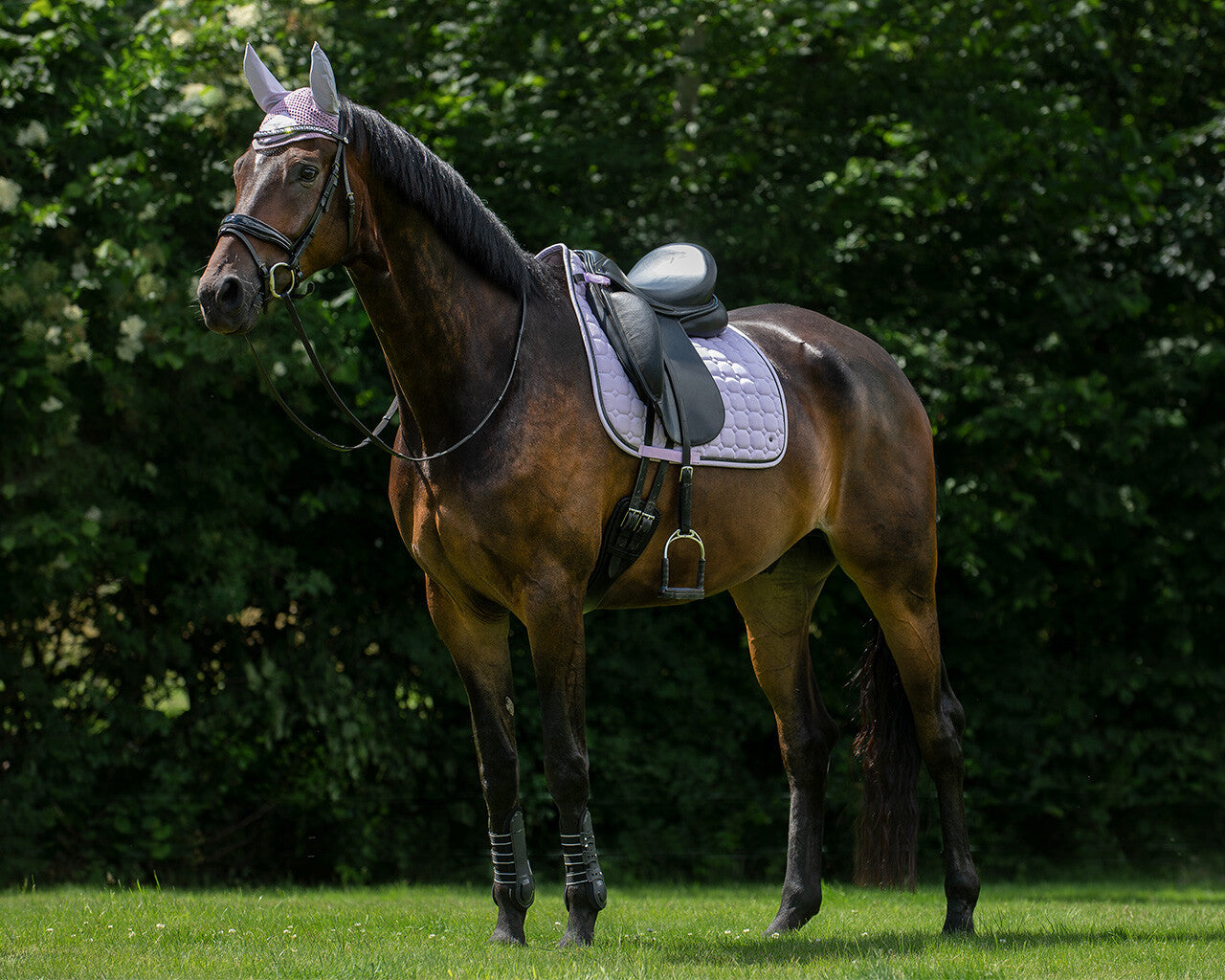 saddle pad denver