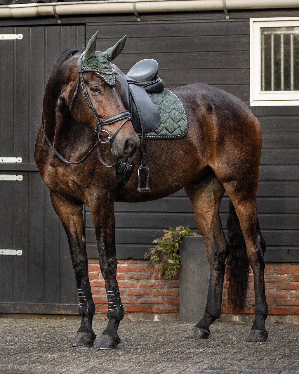 saddle pad collection