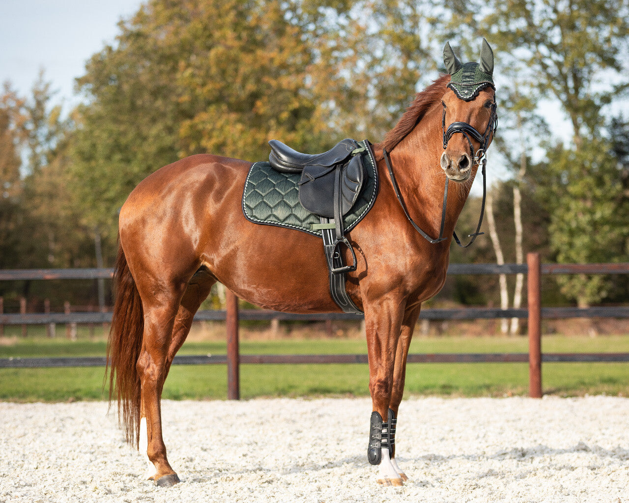 saddle pad collection